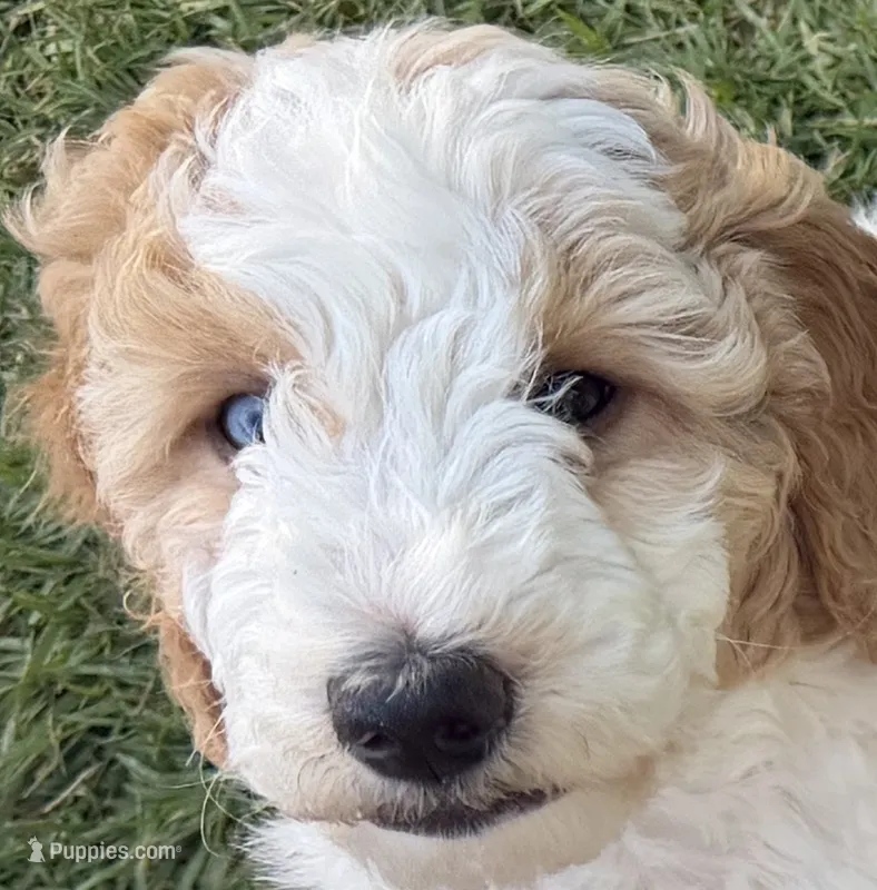 Lani – Goldendoodle, Double Doodle puppy for sale in Santa Barbara, CA