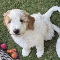 Lani, a female Goldendoodle and Double Doodle for sale in Santa Barbara, CA – 5 of 8