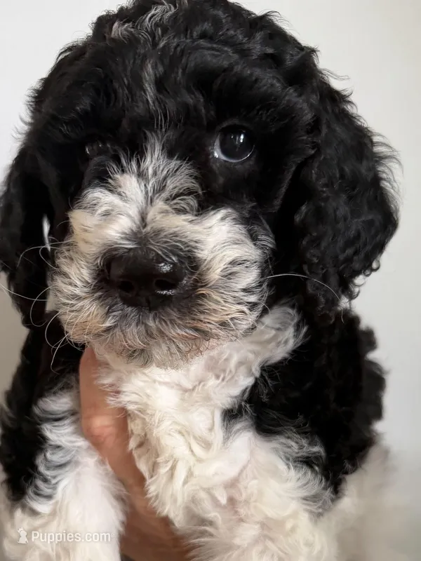 Lava – Goldendoodle, Double Doodle puppy for sale in Santa Barbara, CA