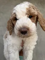 Kai, a male Goldendoodle and Double Doodle for sale in Santa Barbara, CA – 1 of 2