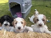Kai, a male Goldendoodle and Double Doodle for sale in Santa Barbara, CA – 2 of 2