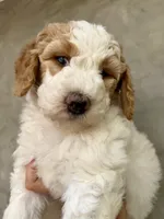 Lani, a female Goldendoodle and Double Doodle for sale in Santa Barbara, CA – 1 of 2