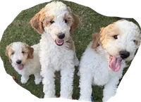 Lani, a female Goldendoodle and Double Doodle for sale in Santa Barbara, CA – 3 of 8