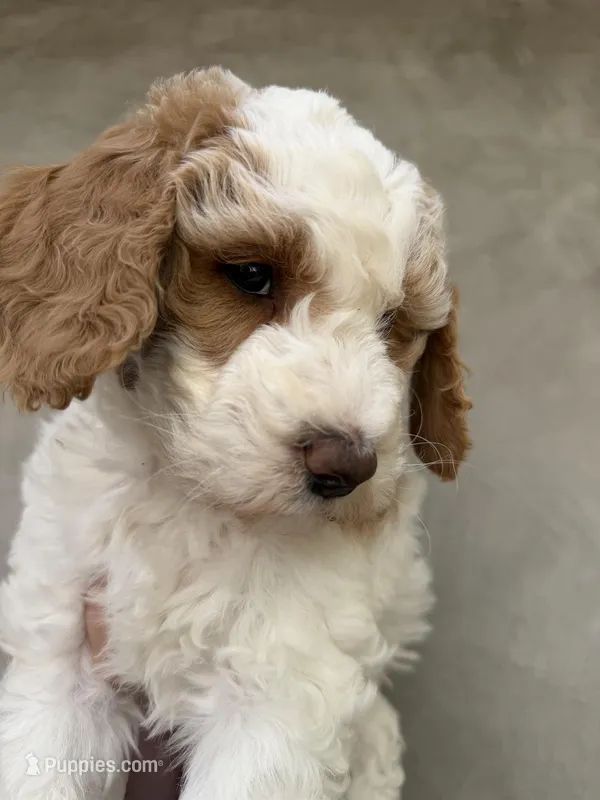 Pua – Goldendoodle, Double Doodle puppy for sale in Santa Barbara, CA