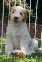 Lani, a female Goldendoodle and Double Doodle for sale in Santa Barbara, CA – 6 of 8