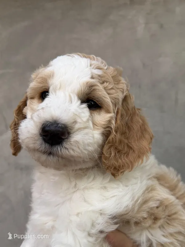 Hula – Goldendoodle, Double Doodle puppy for sale in Santa Barbara, CA