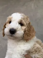 Hula, a female Goldendoodle and Double Doodle for sale in Santa Barbara, CA – 1 of 1