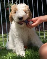 Lani, a female Goldendoodle and Double Doodle for sale in Santa Barbara, CA – 8 of 8