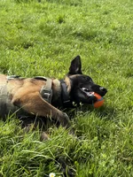 Cairo, a male Belgian Malinois for sale in Berkeley, CA – Photo 4 of 4