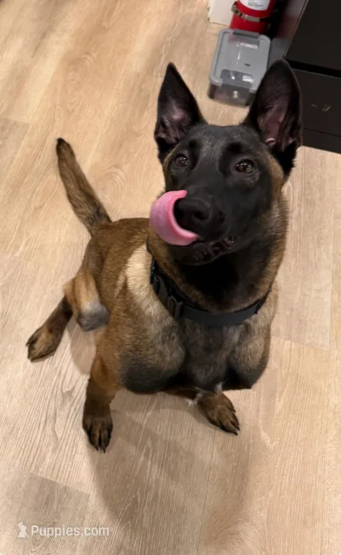 Cairo – Belgian Malinois puppy for sale in Berkeley, CA