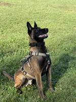Cairo, a male Belgian Malinois for sale in Berkeley, CA – Photo 3 of 4
