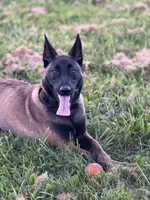 Cairo, a male Belgian Malinois for sale in Berkeley, CA – Photo 2 of 4
