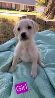 Boo, a female Goldendoodle for sale in Edmond, OK – 2 of 5