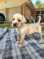 Buddy, a male Goldendoodle for sale in Edmond, OK – 4 of 7