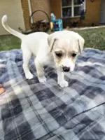 Boo, a female Goldendoodle for sale in Edmond, OK – 3 of 5