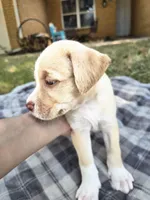 Sweetheart, a female Goldendoodle for sale in Edmond, OK – 2 of 6