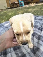 Sir, a male Goldendoodle for sale in Edmond, OK – 3 of 5
