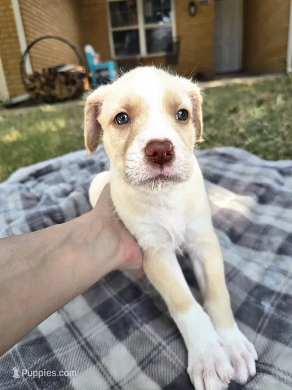 Sweetheart – Goldendoodle puppy for sale in Edmond, OK