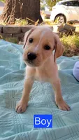 Sir, a male Goldendoodle for sale in Edmond, OK – 4 of 5