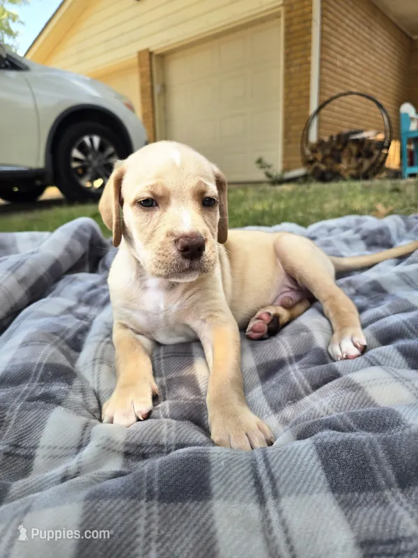 Buddy – Goldendoodle puppy for sale in Edmond, OK