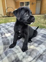 Snoopy Jr., a male Goldendoodle for sale in Edmond, OK – 7 of 7