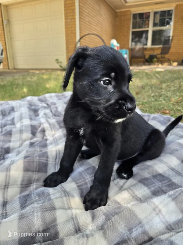 Snoopy Jr. – Goldendoodle puppy for sale in Edmond, OK