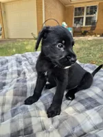 Snoopy Jr., a male Goldendoodle for sale in Edmond, OK – 1 of 7