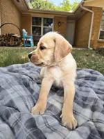 Sir, a male Goldendoodle for sale in Edmond, OK – 2 of 5