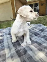 Boo, a female Goldendoodle for sale in Edmond, OK – 5 of 5