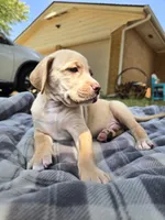 Buddy, a male Goldendoodle for sale in Edmond, OK – 5 of 7