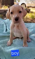Buddy, a male Goldendoodle for sale in Edmond, OK – 7 of 7