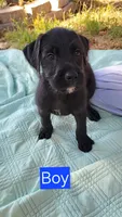Snoopy Jr., a male Goldendoodle for sale in Edmond, OK – 3 of 7