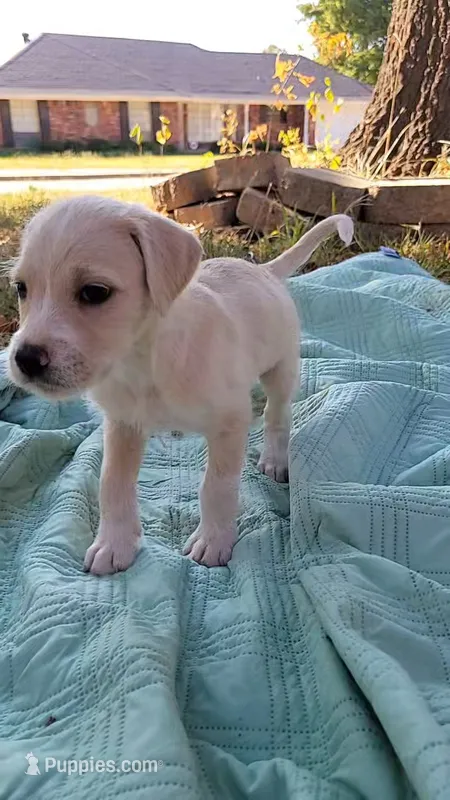 Boo – Goldendoodle puppy for sale in Edmond, OK