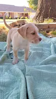 Sweetheart, a female Goldendoodle for sale in Edmond, OK – 6 of 6