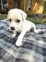 Boo, a female Goldendoodle for sale in Edmond, OK – 4 of 5