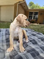 Buddy, a male Goldendoodle for sale in Edmond, OK – 2 of 7