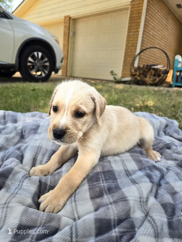 Sir – Goldendoodle puppy for sale in Edmond, OK