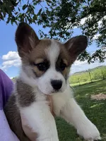 F1 special needs pup, a female Pembroke Welsh Corgi for sale in Rocky Mount, VA – 2 of 3