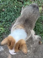 F1 special needs pup, a female Pembroke Welsh Corgi for sale in Rocky Mount, VA – 3 of 3