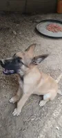 Takia, a male Belgian Malinois and German Shepherd Dog for sale in Calico Rock, AR – 6 of 6