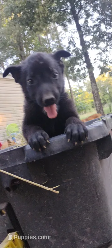 Shema 4 – Belgian Malinois, German Shepherd Dog puppy for sale in Calico Rock, AR