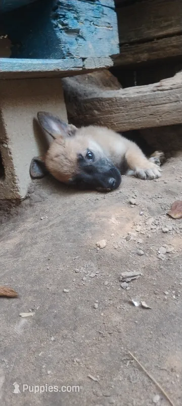Shema 11 – Belgian Malinois, German Shepherd Dog puppy for sale in Calico Rock, AR