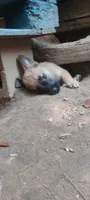 Shema 11, a female Belgian Malinois and German Shepherd Dog for sale in Calico Rock, AR – 1 of 5
