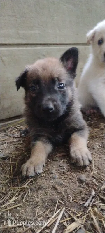 Shema 7 – Belgian Malinois, German Shepherd Dog puppy for sale in Calico Rock, AR