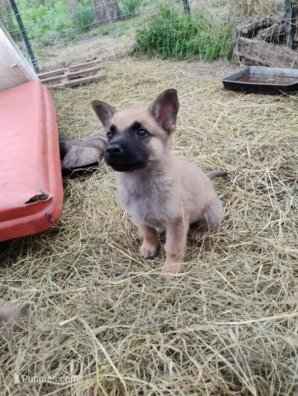 Rakia zamah – Belgian Malinois, German Shepherd Dog puppy for sale in Calico Rock, AR