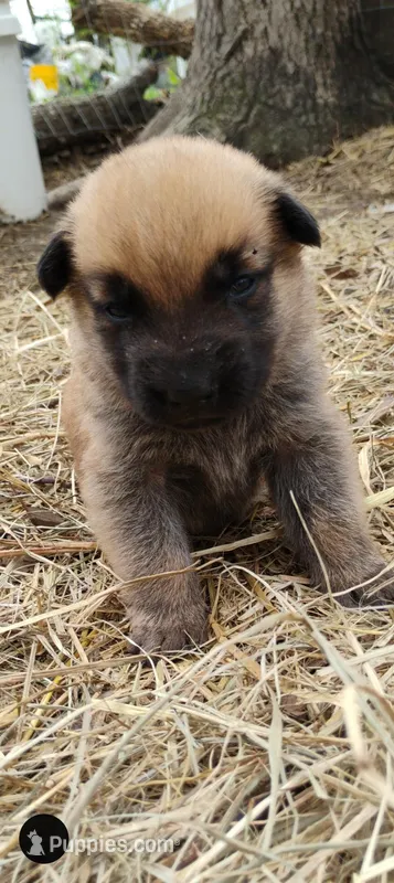 Rakia zamah – Belgian Malinois, German Shepherd Dog puppy for sale in Calico Rock, AR