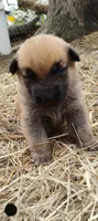 Rakia zamah, a female Belgian Malinois and German Shepherd Dog for sale in Calico Rock, AR – Photo 1 of 3
