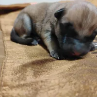 Rakia zamah, a female Belgian Malinois and German Shepherd Dog for sale in Calico Rock, AR – Photo 3 of 3