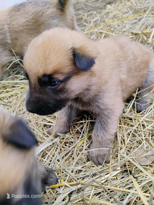 Rakia zamah – Belgian Malinois, German Shepherd Dog puppy for sale in Calico Rock, AR