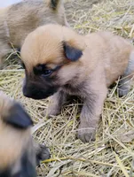Rakia zamah, a female Belgian Malinois and German Shepherd Dog for sale in Calico Rock, AR – Photo 2 of 3